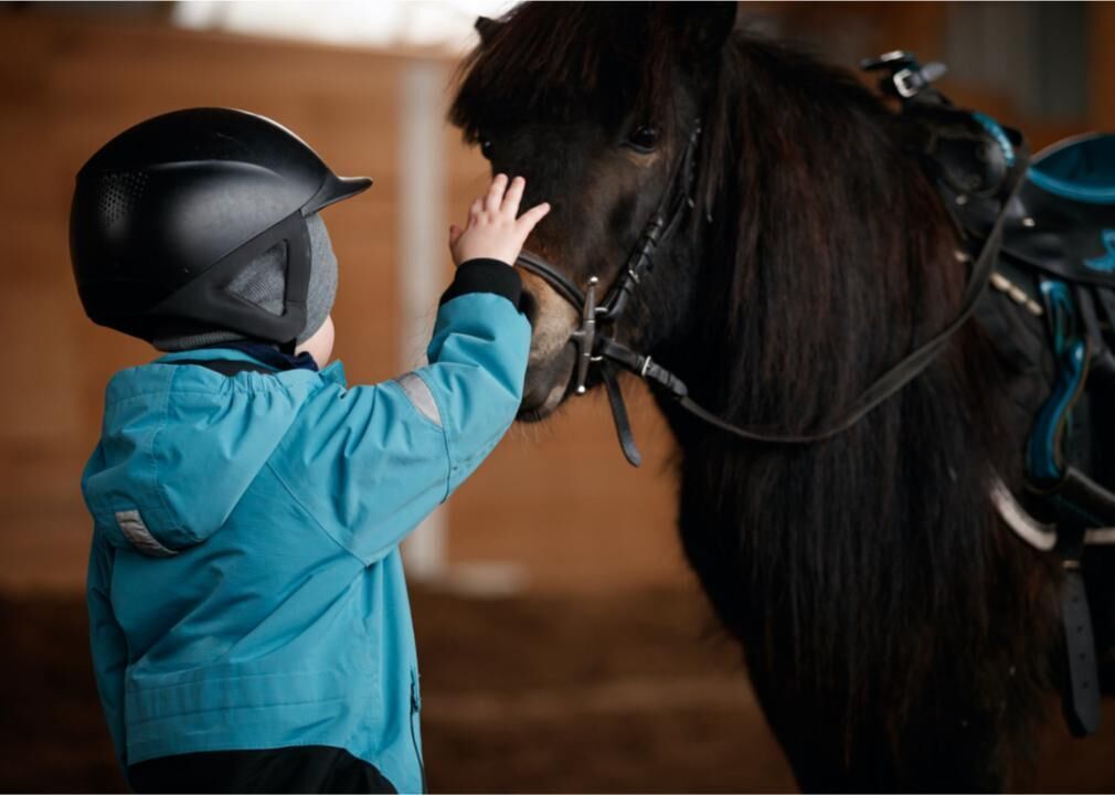 Equine therapy